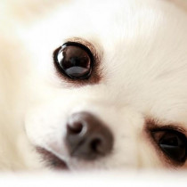【獣医師執筆】犬の「目やに」の原因とは？対処法も伝授