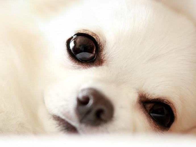 【獣医師執筆】犬の「目やに」の原因とは？対処法も伝授