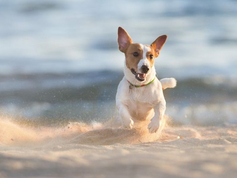 【獣医師執筆】犬にも起こる！夏バテ・熱中症を防ぐため日頃から注意すること