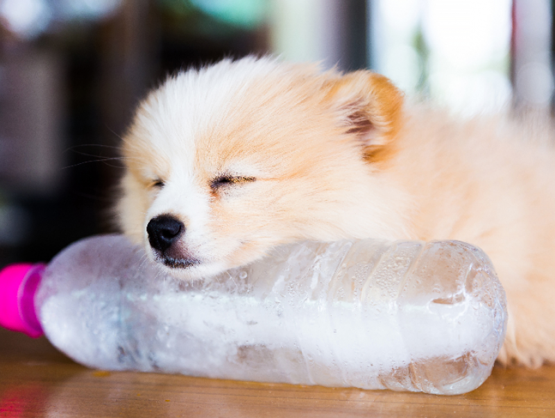 【獣医師執筆】暑くなってきたら要注意！犬の暑さを判断する方法と対策について
