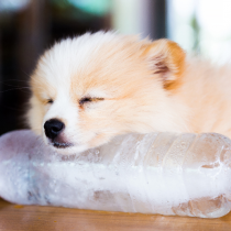 【獣医師執筆】暑くなってきたら要注意！犬の暑さを判断する方法と対策について