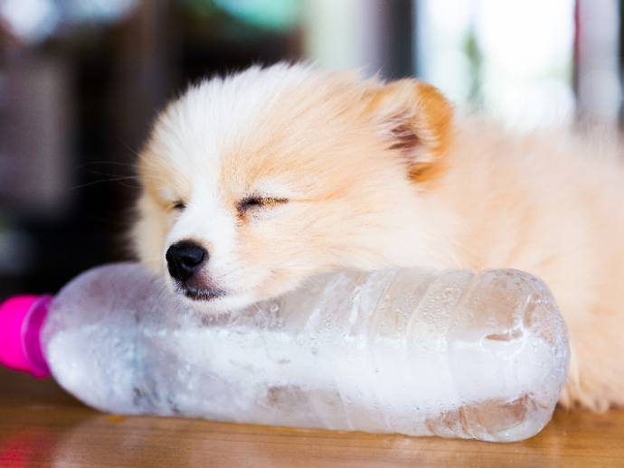 犬の目薬 愛犬が安心する目薬の差し方について 記事 わんにゃ365 今日も明日もワンダフル 犬の目薬 愛犬が安心する目薬の差し方について 記事 わんにゃ365 今日も明日もワンダフル