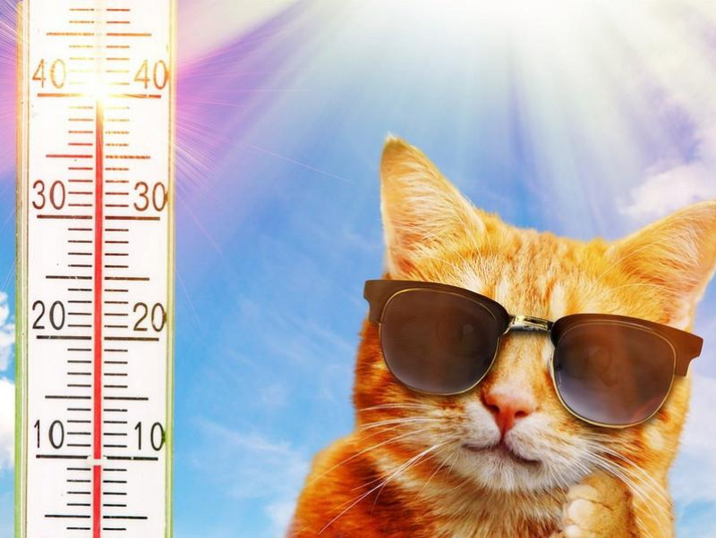 【獣医師執筆】猫って暑くないの？暑さに対する「仕草」と対策を獣医師が解説！
