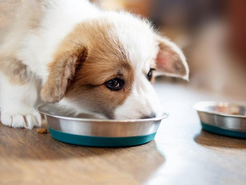 子犬の飼い主さん必読！行動学から見た犬の「離乳食」で大切なこと｜記事｜わんにゃ365｜今日も明日もワンダフル！