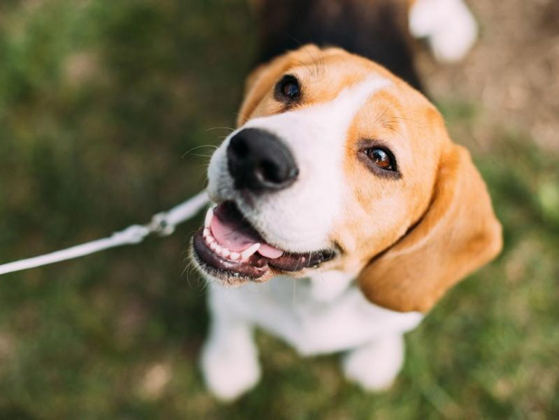 最初が肝心！愛犬のお散歩デビューを成功に導く方法