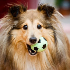 100均で手に入る！犬用おもちゃ選びのコツ＆効果的な遊び方をドッグトレーナーが解説   