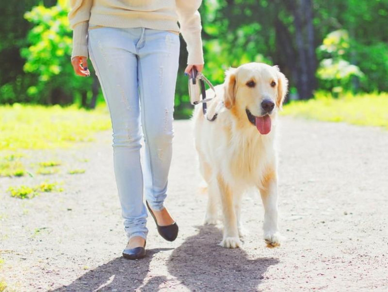 スマホに入れておきたい！愛犬の体調管理に使えるペットケアアプリ3選