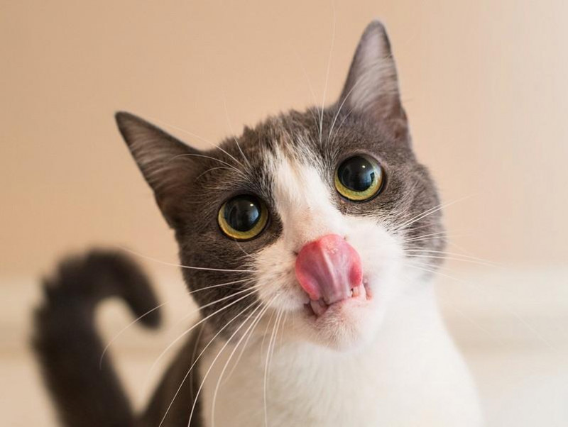【獣医師執筆】猫のザラザラ舌のひみつ！舐めることから発展する行動学的疾患を解説