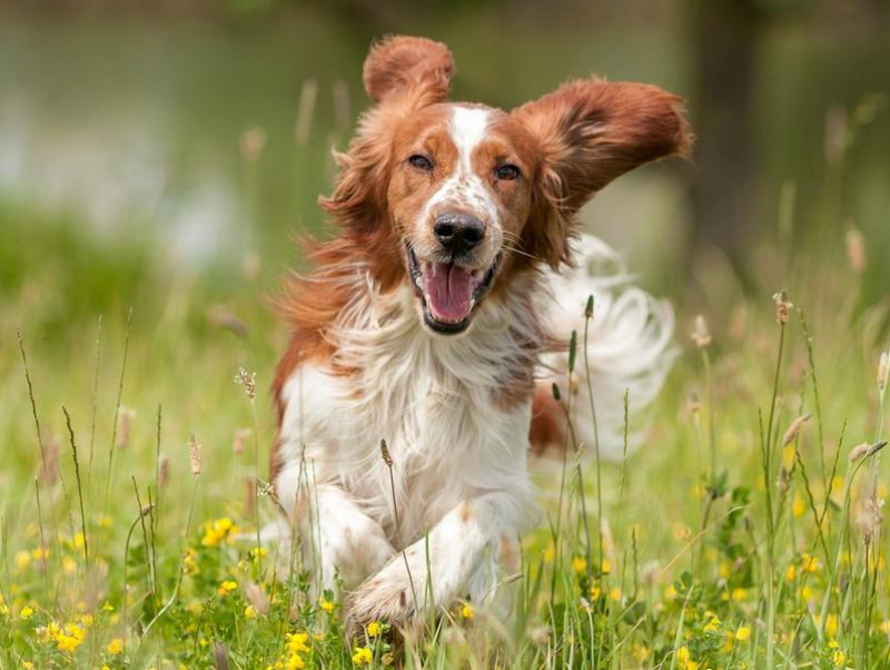 【獣医師執筆】活発で忠実、だけど…!? 元猟犬の特徴や飼い方の注意点を解説！