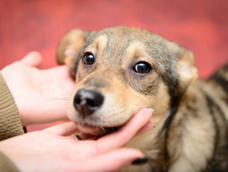 多くのわんちゃんが里親を待っている！東京都の「保護犬＆里親事情」とは