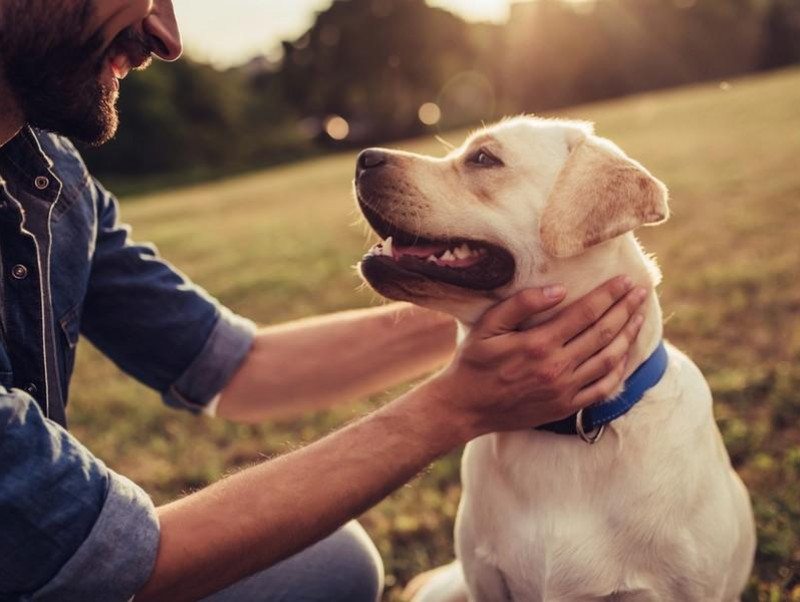 犬の皮膚病の原因は紫外線と◯◯…！家庭でできる簡単ケアをご紹介