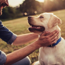 犬の皮膚病の原因は紫外線と◯◯…！家庭でできる簡単ケアをご紹介