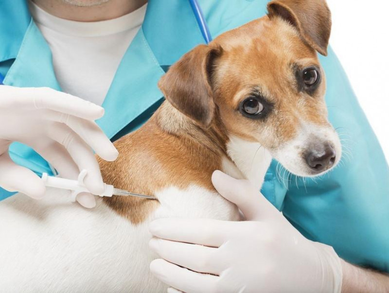 【獣医師執筆】飼い主さんも寄生虫に注意して！人にも感染する犬の寄生虫疾患とその対策