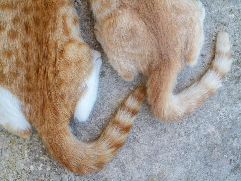 【獣医師執筆】「猫のしっぽ」でわかる感情表現！感情を読み取ってもっと仲良くなろう