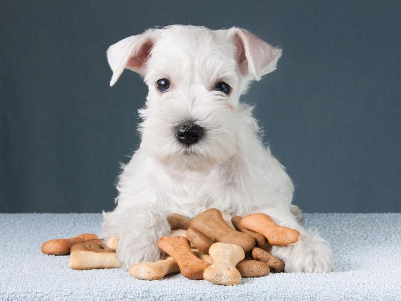 【獣医師執筆】食欲の秋…でもあげすぎに注意！犬のおやつ正しい量と与える回数は？