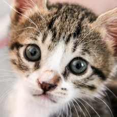 【獣医師執筆】子猫の譲渡は生後◯ヶ月になってから！猫の子どもを引き渡しするときの注意点