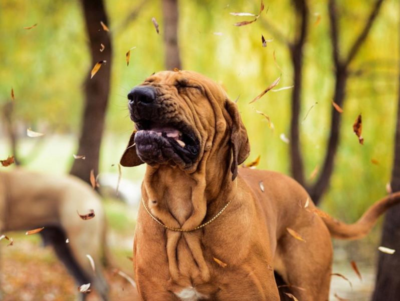 【獣医師執筆】犬のくしゃみが止まらない…これって病気!? 「くしゃみ」の役割と原因、考えられる病気