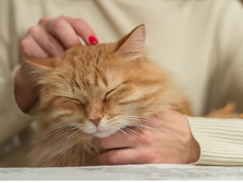 【獣医師執筆】猫がナデナデされて嬉しいときは？撫でられているときの猫の気持ちを行動学目線で解説