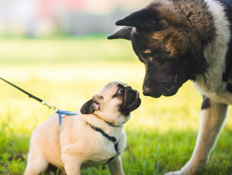 犬同士でどんな会話をしているの？他の犬に会ったときのボディランゲージを行動学的に解説！