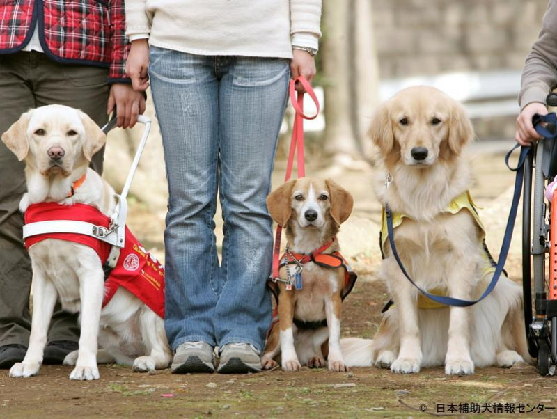 健康面や天候対策はどうしているの？ 補助犬の働き方問題を考える～後編～