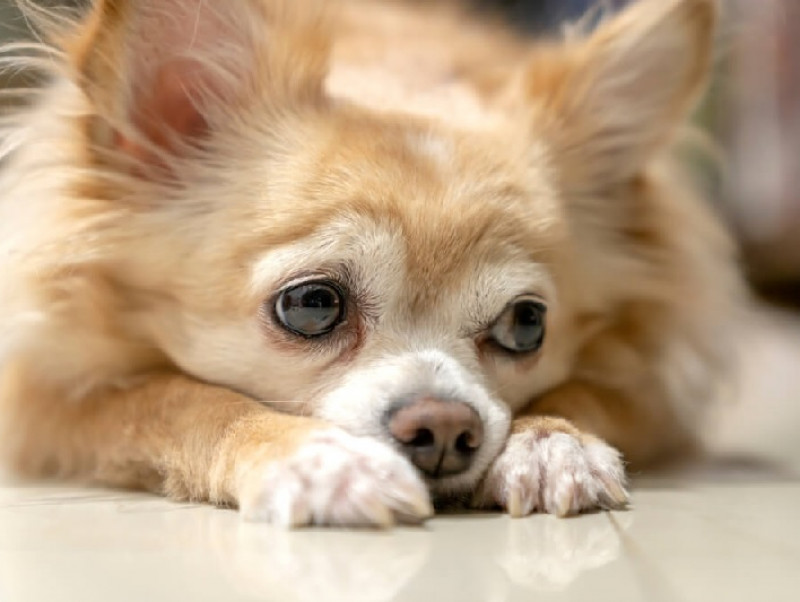 【獣医師執筆】愛犬の目の中に入ったゴミ！家庭でできる対処法と受診すべき状況を解説
