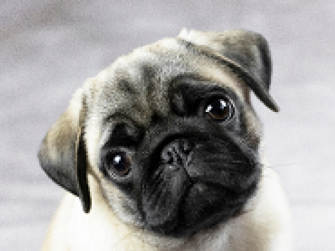 盲目の愛犬を守ろう 目が見えないわんちゃんのためのグッズ4選 記事 わんにゃ365 今日も明日もワンダフル 盲目の愛犬を守ろう 目が見えないわんちゃんのためのグッズ4選 記事 わんにゃ365 今日も明日もワンダフル