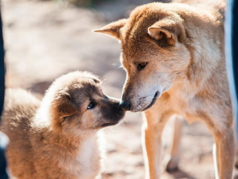 犬は飼い主の気持ちが伝わっている!? 犬と人でも起こる「情動伝染」