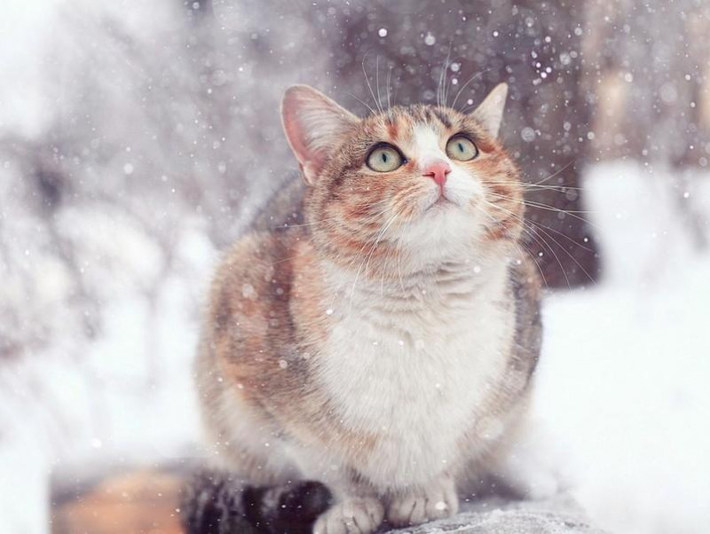 【獣医師執筆】猫の「寒い」サインを見逃さないで！寒さを感じる時にする仕草と寒さ対策