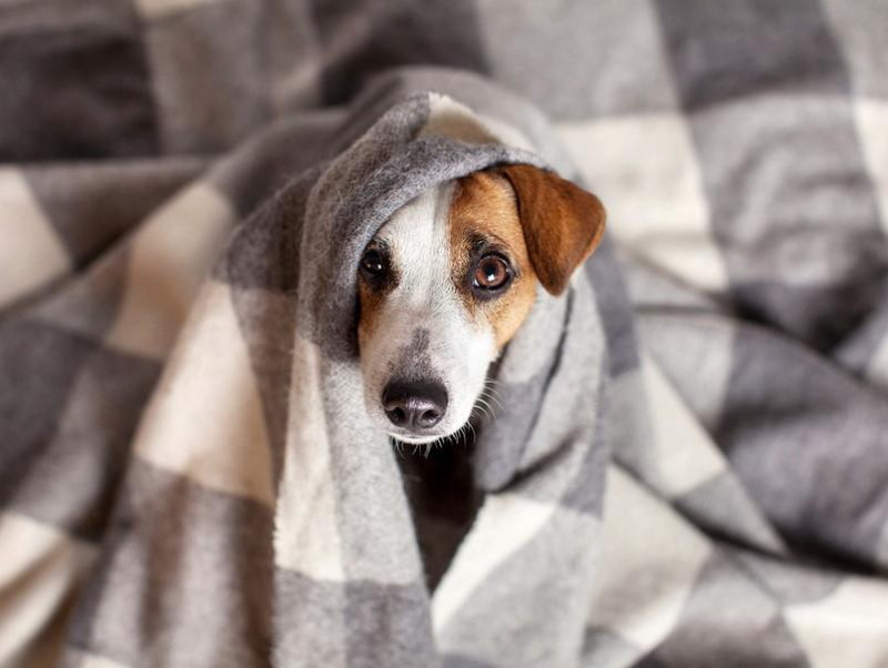 【獣医師執筆】室内犬と室外犬、寒さ対策の違いは？犬の寒さを感じているときの仕草と対策