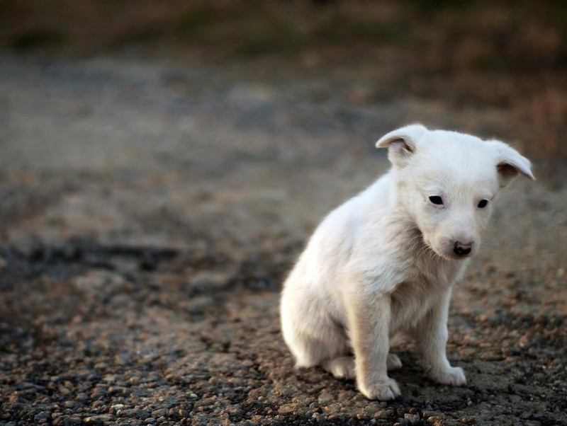 【獣医師執筆】マズルを掴むのはNG！犬の正しい叱り方とやってはいけない叱り方