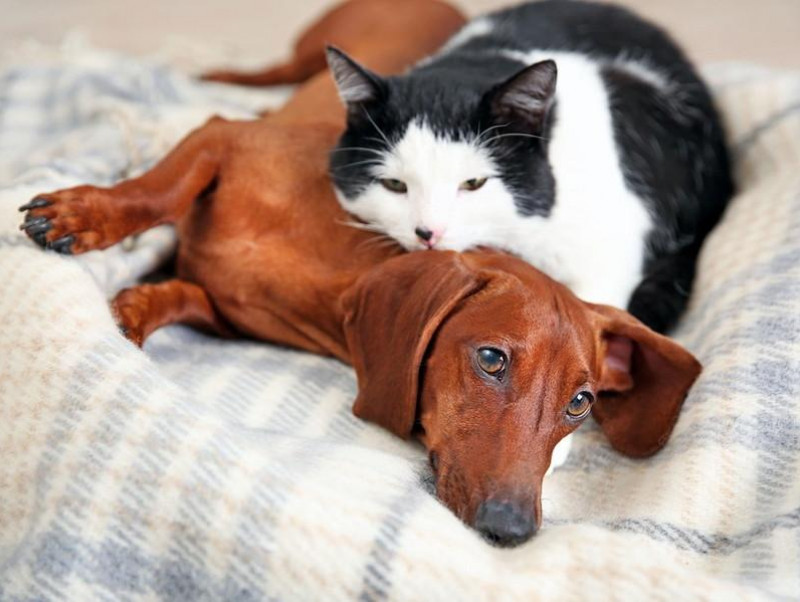【獣医師執筆】季節の変わり目の体調管理！犬猫が秋に気をつけたい室温管理と花粉症について
