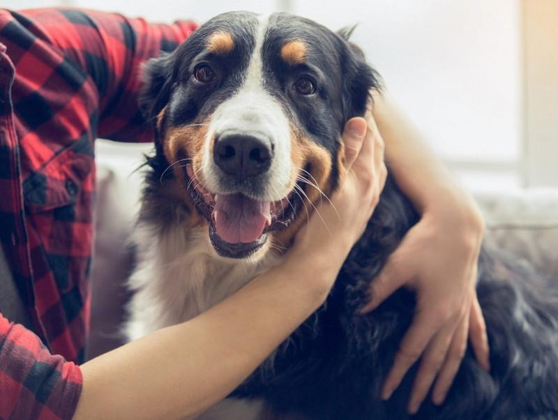 愛犬の「大好き！」サインに気づいていますか？犬が愛情表現をしているときのしぐさや行動   