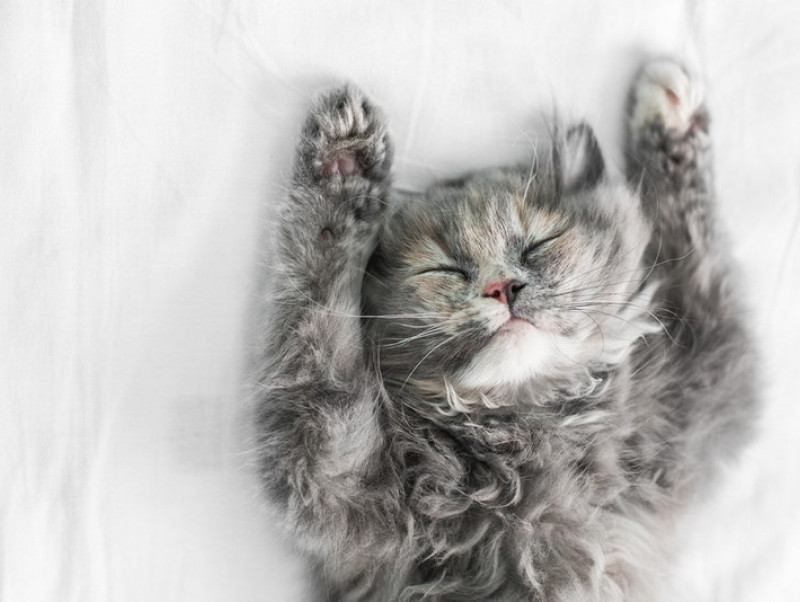 なんて幸せそうなの…♡無防備な寝姿にキュン！ インスタから「ヘソ天」猫を紹介