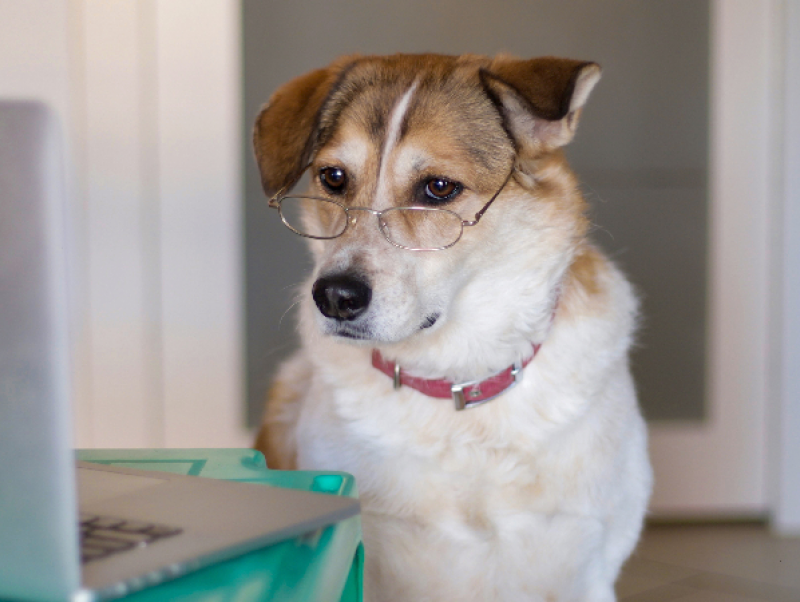 【獣医師執筆】犬の「視力」の調べ方は？視力低下のサインと家庭で試したいセルフチェック