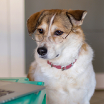 【獣医師執筆】犬の「視力」の調べ方は？視力低下のサインと家庭で試したいセルフチェック