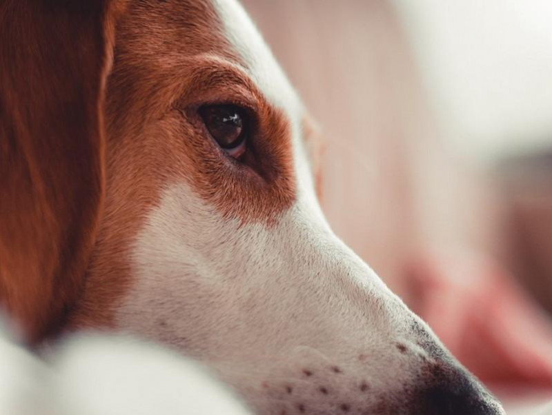 【獣医師執筆】犬の目元のケアってどうするの？家庭でできる基本のお手入れと注意点