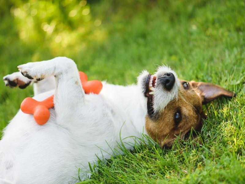 【獣医師執筆】衝撃！犬はお腹を撫でられるのが嫌だって本当？仰向けになる意味と撫でられているときの気持ち