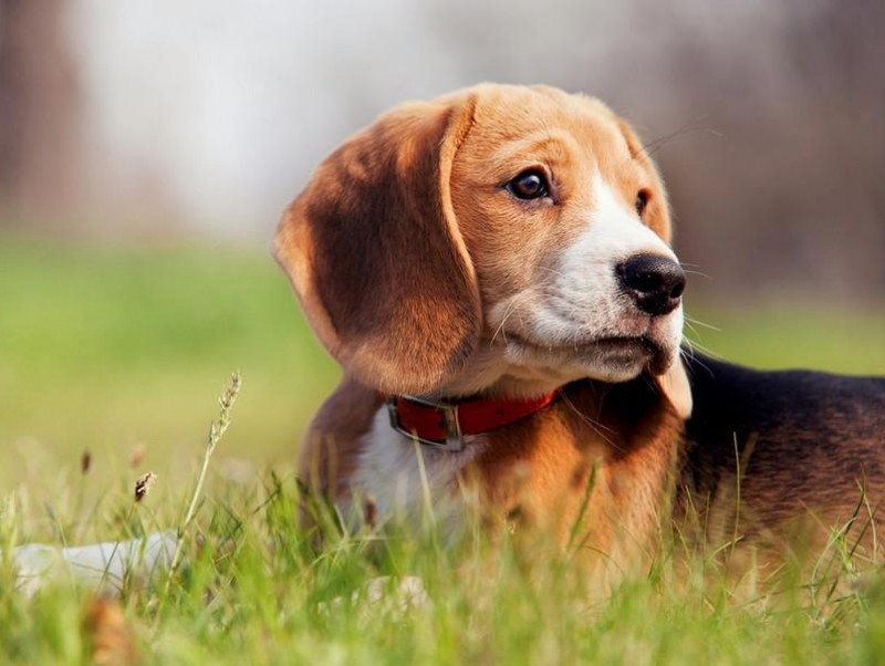 【獣医師執筆】目からウロコ！飼い主さんに知ってほしい犬の「行動心理」の基礎知識