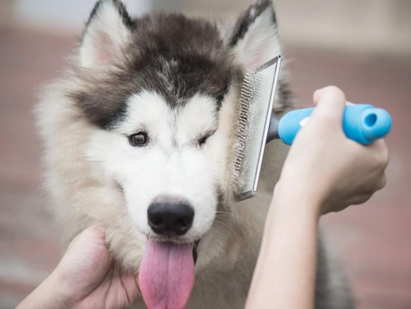 抜け毛がごっそり取れる！犬猫の換毛期に使いたいブラッシンググッズ4選