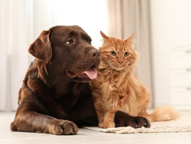 気になる「ペット保険」の疑問解決！愛犬・愛猫のためのおすすめの選び方