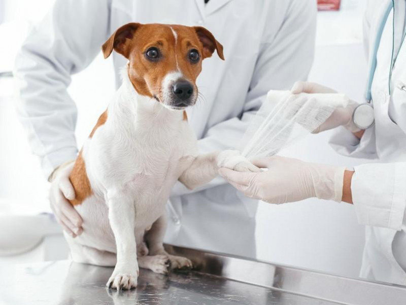 【獣医師執筆】小型犬は骨が弱いって本当？骨折しやすい犬種と強い骨にするためにできること