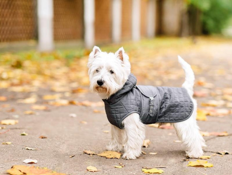 犬も飼い主さんも気分が上がる♡ストレスフリーな犬の洋服の選び方