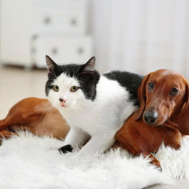 世界に1つだけ！オーダーメイドで作る愛犬＆愛猫プリントグッズ6選