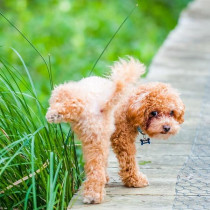 【獣医師執筆】まさに犬が西向きゃ尾は東!? 犬がトイレをする方角は決まっているという研究結果に注目