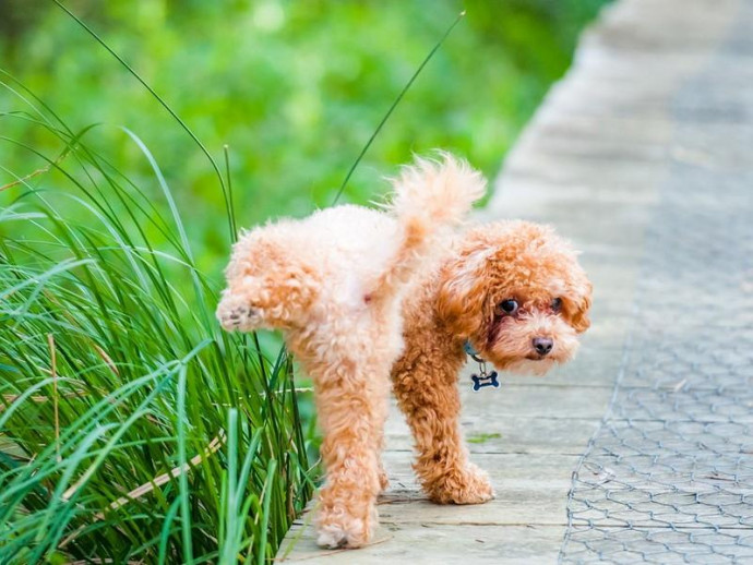 【獣医師執筆】まさに犬が西向きゃ尾は東!? 犬がトイレをする方角は決まっているという研究結果に注目