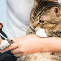 【獣医師執筆】猫の爪はどこまで切ってOK？再確認したい猫の爪・肉球の正しいお手入れ方法