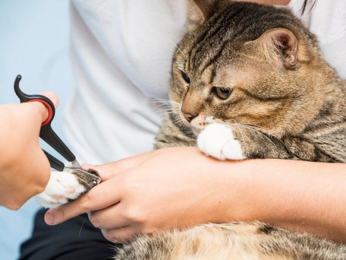 【獣医師執筆】猫の爪はどこまで切ってOK？再確認したい猫の爪・肉球の正しいお手入れ方法