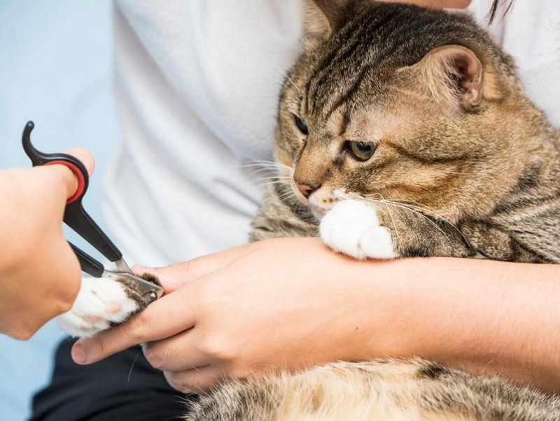 【獣医師執筆】猫の爪はどこまで切ってOK？再確認したい猫の爪・肉球の正しいお手入れ方法