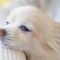 【獣医師執筆】充血だけじゃない！愛犬の「目が赤い」ときに考えられる病気を症例写真と共に解説
