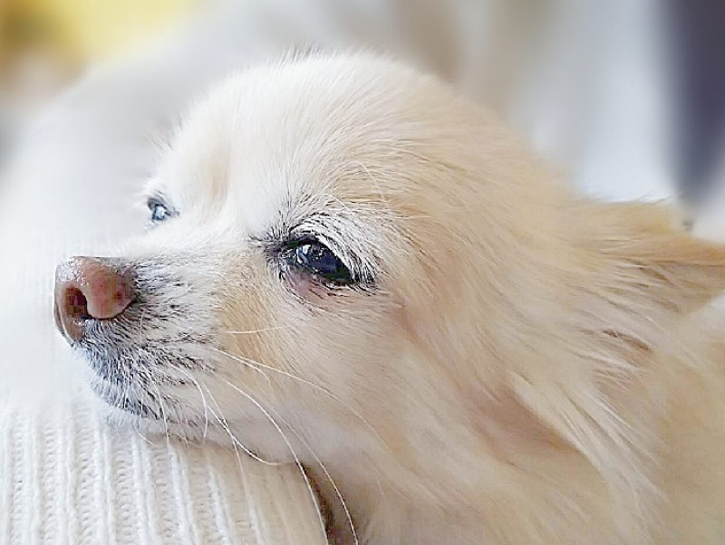 【獣医師執筆】充血だけじゃない！愛犬の「目が赤い」ときに考えられる病気を症例写真と共に解説